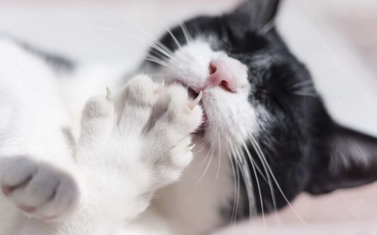 Comment couper les griffes de son chat ?