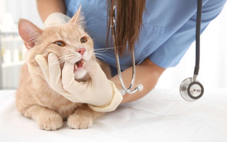 Comment donner un médicament à un chat ?