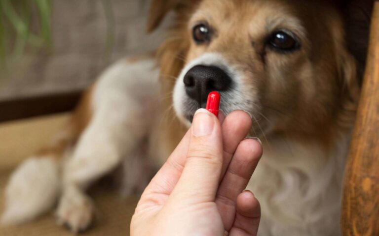 Comment donner un médicament à son chien ?
