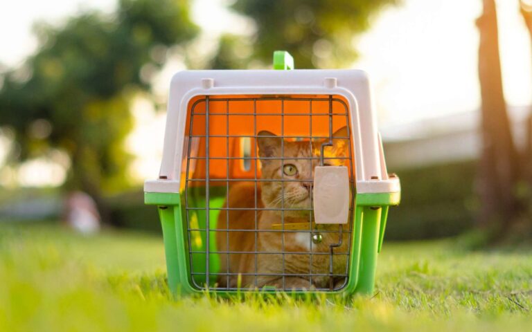 Comment mettre un chat dans une caisse de transport ?
