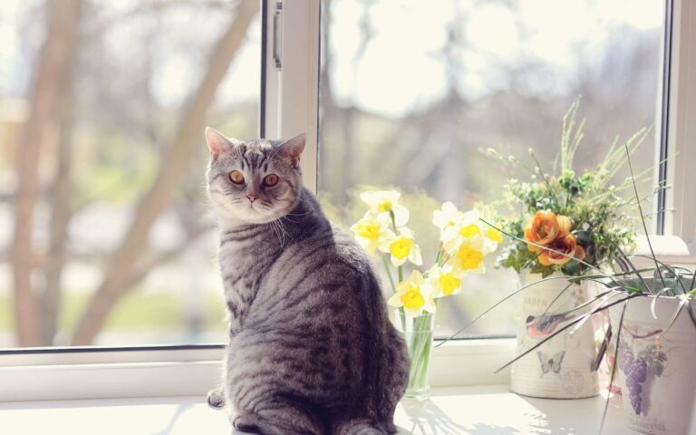 Comment faire garder son chat pendant les vacances ?