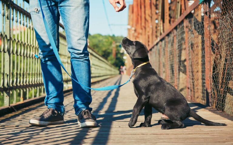 Comment faire obéir son chien ?