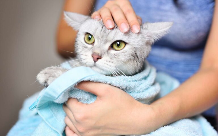 Comment laver son chat ?