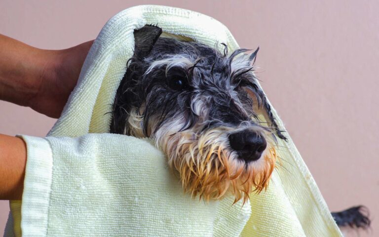 Comment laver son chien ?