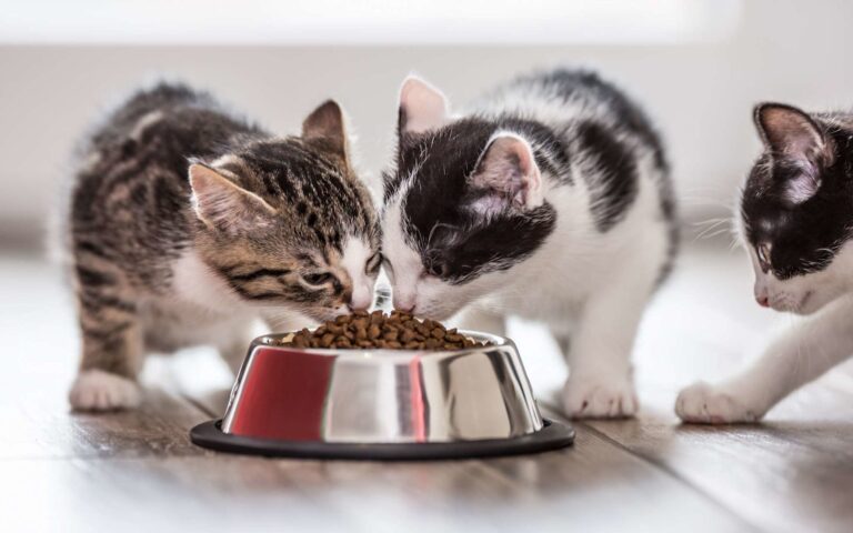 Comment nourrir un chaton ?