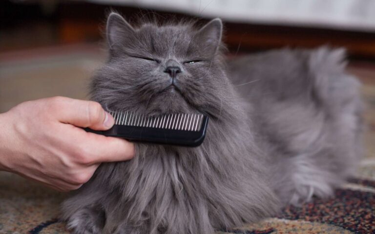 Comment prendre soin du pelage de son chat ?