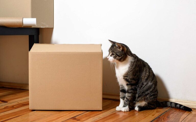 Comment préparer son chat à un déménagement ?