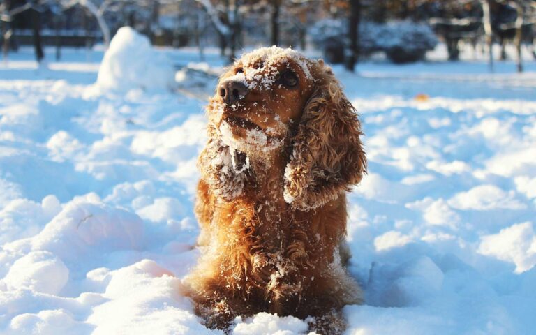 Comment protéger son chien du froid ?