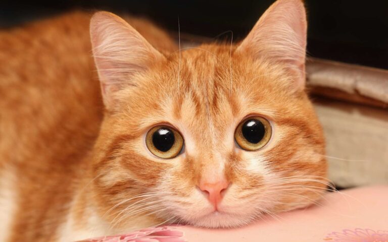 Comment punir son chat ?