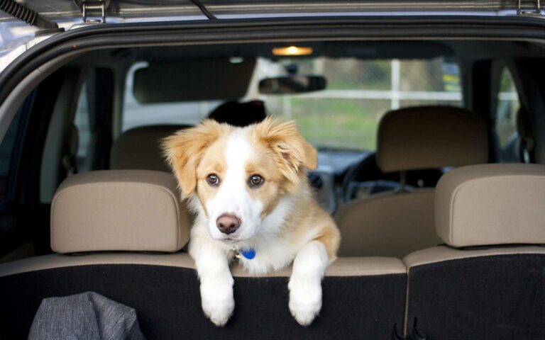 Comment voyager avec un chien ?