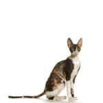 CORNISH REX.jpg