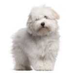 COTON DE TULEAR.jpg