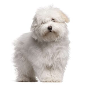 Coton de Tuléar