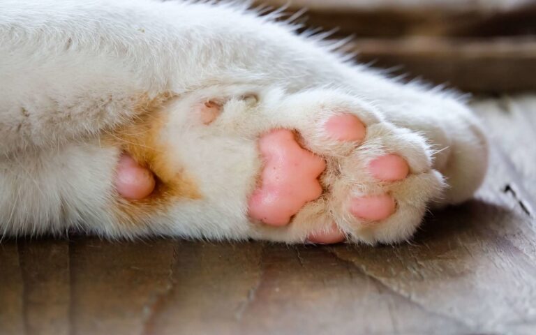 Les coussinets du chat