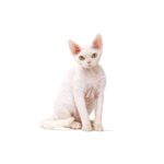 DEVON REX.jpg