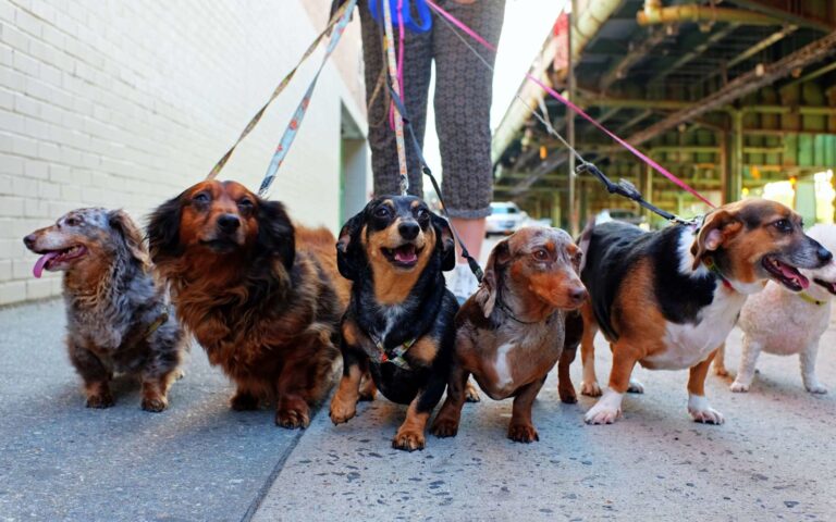 Les différents modes de garde pour votre chien