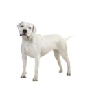 DOGUE ARGENTIN.jpg