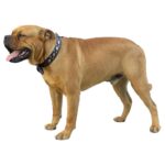 DOGUE DE MAJORQUE.jpg