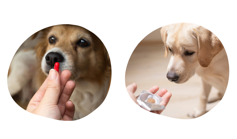 comment donner un m&eacute;dicament &agrave; son chien