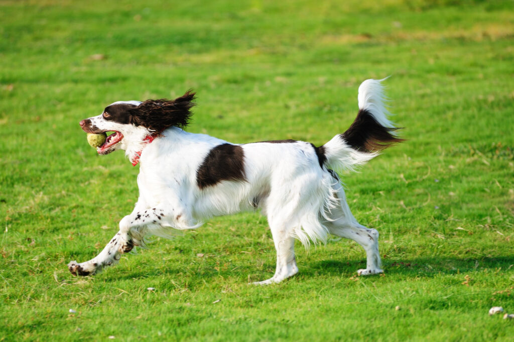 english springer spaniel qui court