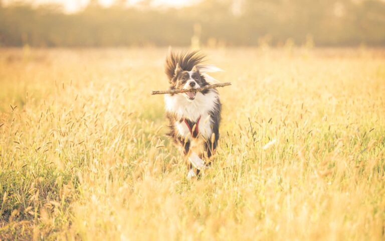 Les épillets, un véritable danger pour votre chien
