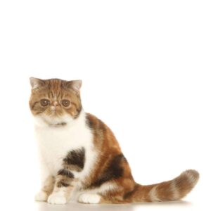 Exotic Shorthair
