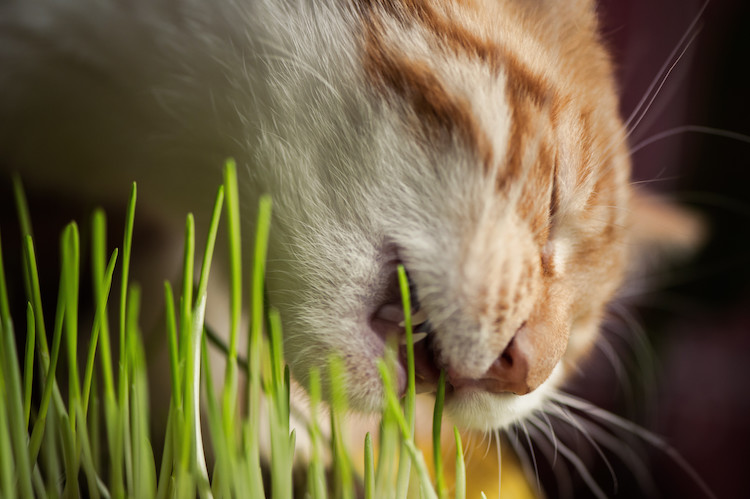 f&eacute;lin qui mange de l'herbe &agrave; chat