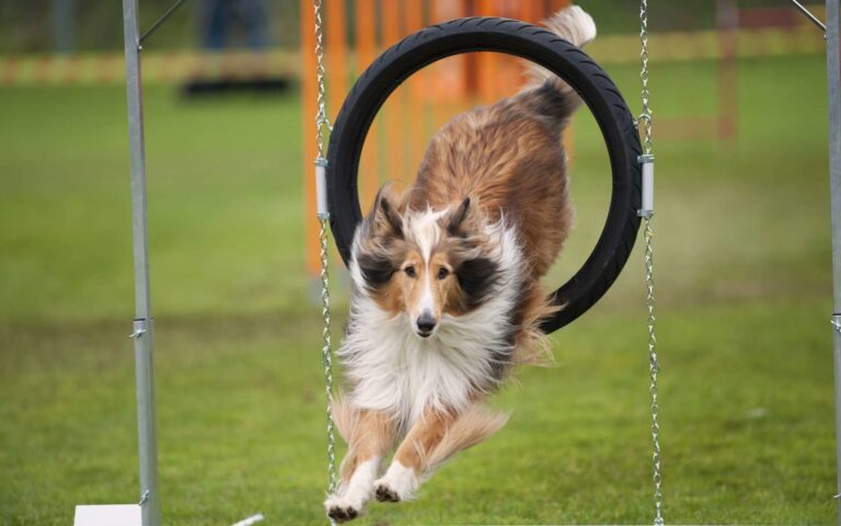 Faire de l’Agility avec son chien