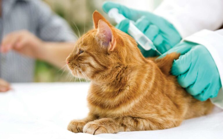 Quels sont les vaccins utiles pour son chat ?