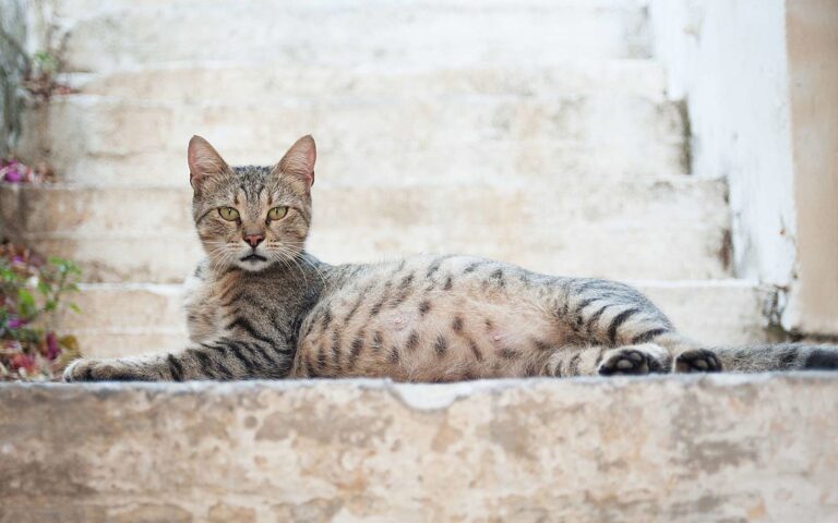 La gestation de la chatte