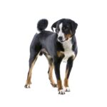 Grand Bouvier Suisse.jpg