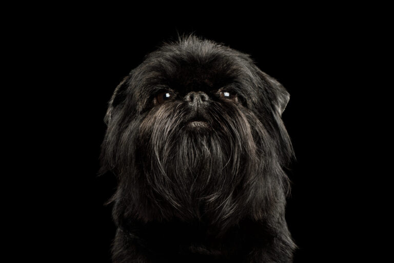 Griffon Belge