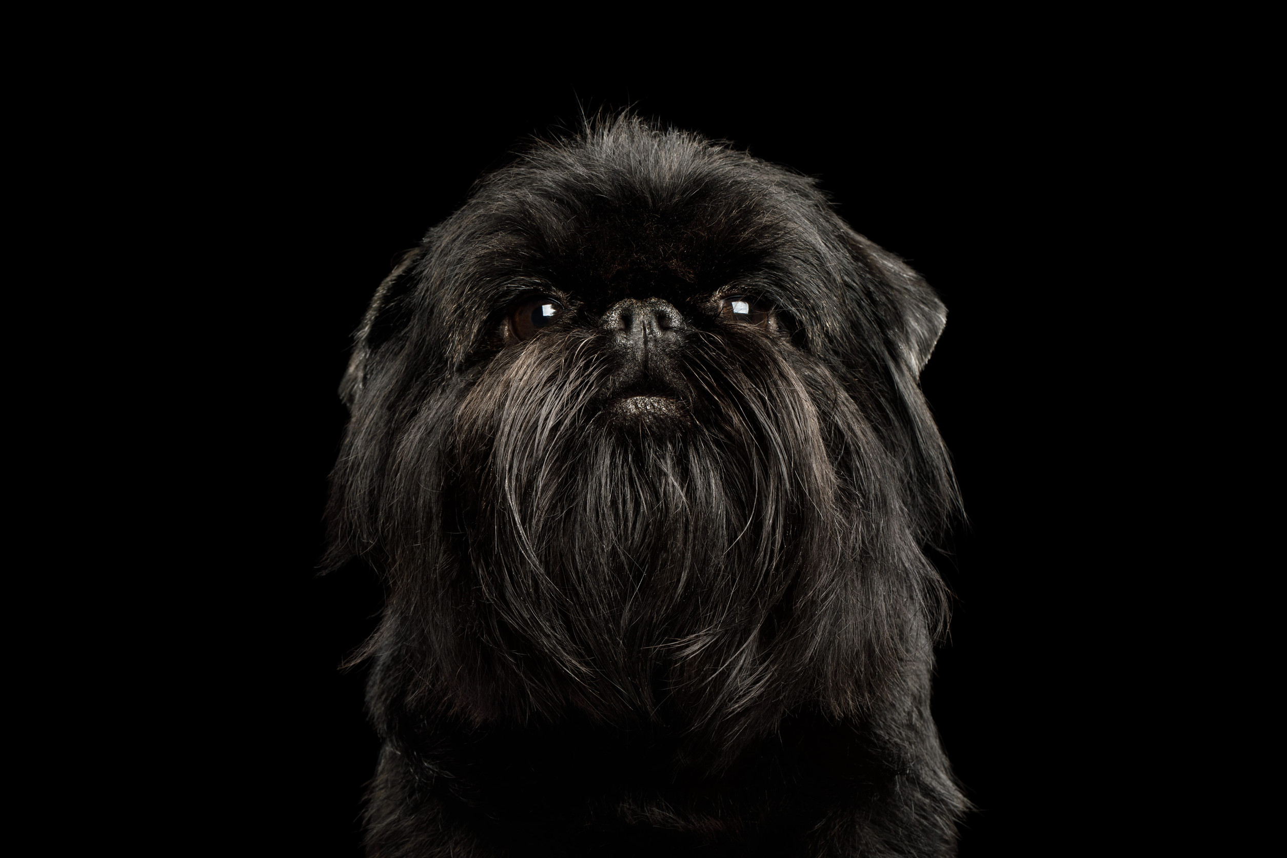 griffon belge gros plan