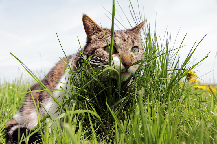 herbe &agrave; chat qui se purge