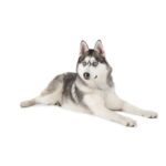 HUSKY SIBERIEN.jpg