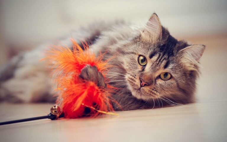 Jouer avec son chat