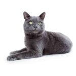 Korat.jpg
