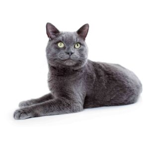 Korat