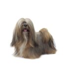 LHASSA APSO.jpg