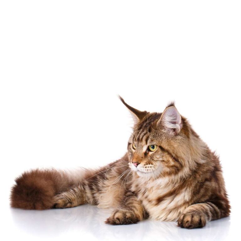 Maine Coon