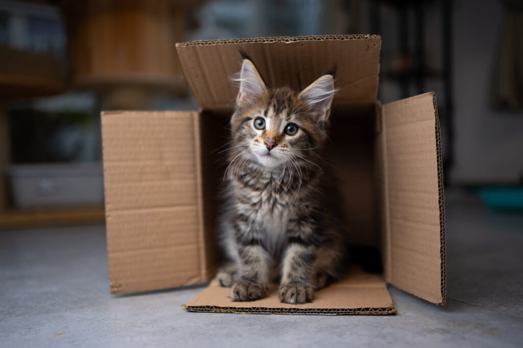 chaton maine coon tigre assis dans un carton