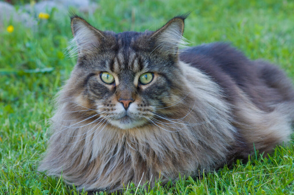 maine coon aux yeux verts couche dans l herbe