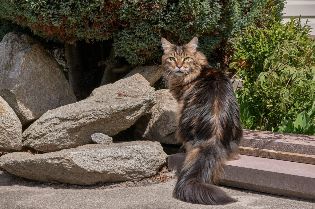 maine coon assis devoilant le pelage de son dos