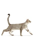 Mau Egyptien.jpg