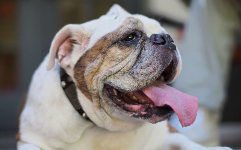 Mon chien a mauvaise haleine, que faire ?
