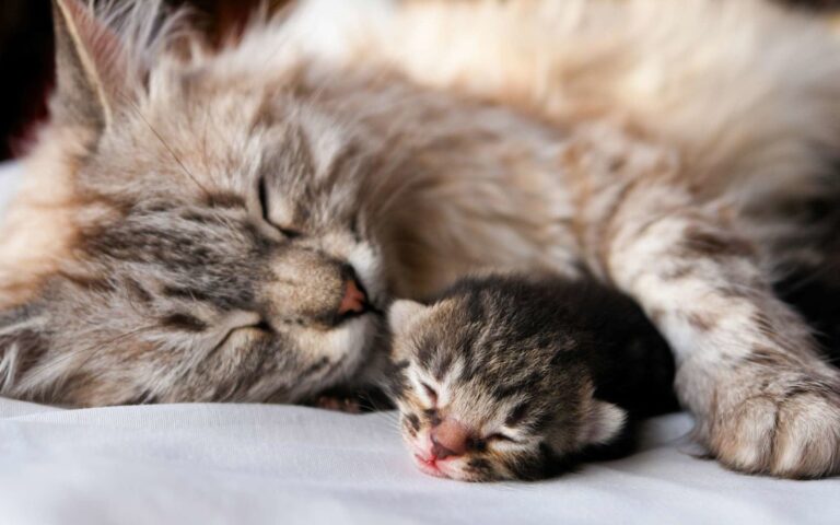Gestation du chat : combien de chatons pour une première portée ?