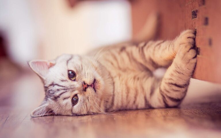 Mon chat fait ses griffes ! Que faire ?