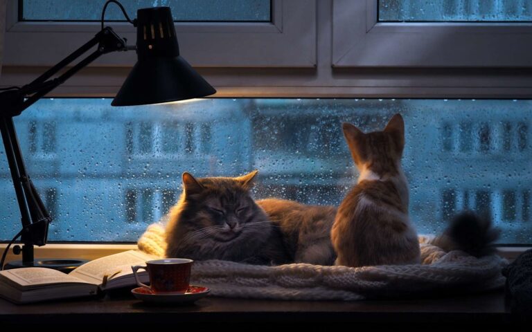 Mon chat se réveille la nuit, que faire ?