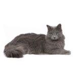 Nebelung 1.jpg