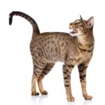 Ocicat.jpg
